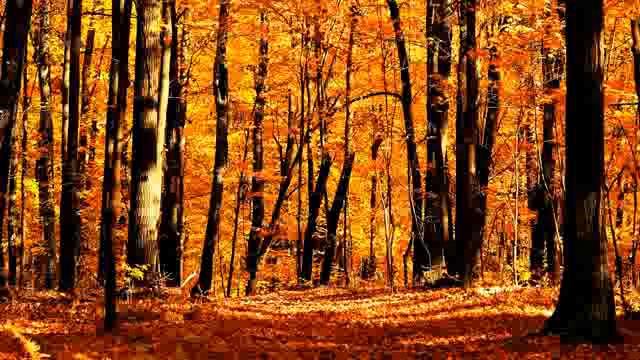 Притчи, Дзен Выхухоля, Манк Ху, озвучивает [Nikosho] смотреть онлайн