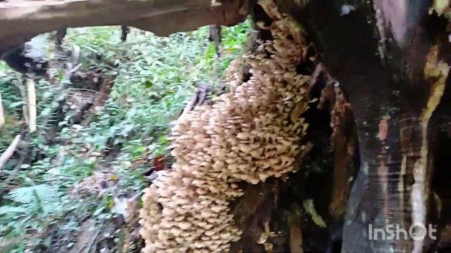 Опята! Пошла вторая волна!#сочинцы#опятавсочи#sochi2022#лоо2022