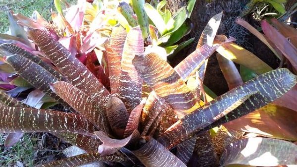 Bromeliad mix Plants - Bromelia planta de exceptie - Top 10 Bromeliads HD 01