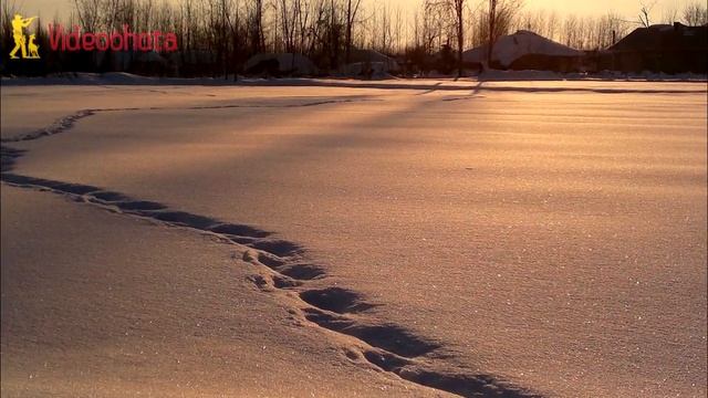 Когда лиса уходит в нору? Videoohota смотреть онлайн