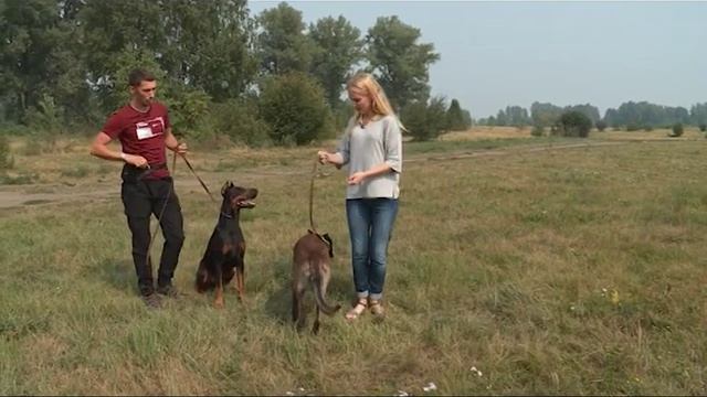 Воспитание собак: какие команды считаются самыми важными и как им правильно обучать? смотреть онлайн