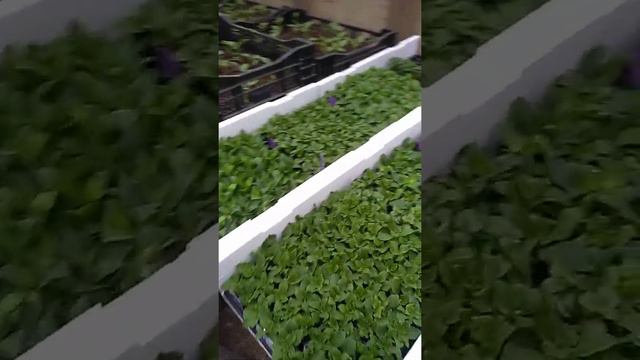 чем занимаюсь в теплице смотреть онлайн