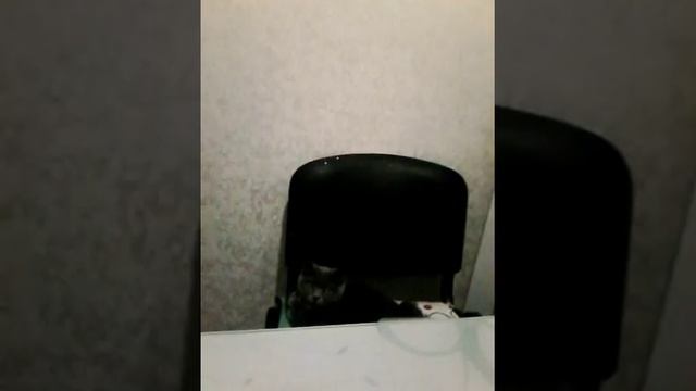 Играю в прятки с кошкой Дымой смотреть онлайн