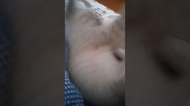 Напишите как назвать котенка девочку смотреть онлайн