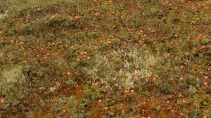 Сбор морошки в 6 утра и один из способов сбора