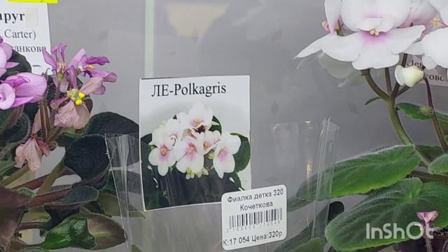 Февраль 2023/НОВИНКИ/Выставка фиалок(Р) в Доме фиалок#фиалки#выставка#домфиалки# смотреть онлайн