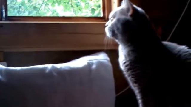 Эй! Вы там, наверху! Не топочите, как слоны!... смотреть онлайн