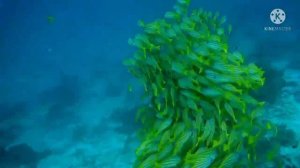 КОГДА МЕНЯ НЕ ПОНИМАЮТ....