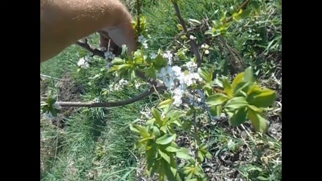 Слива, Книп Баум, после первой зимовки, на подвое ВВА 1, и груша на подвое Ва -29. смотреть онлайн