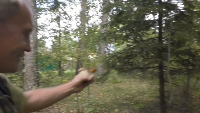 Поход по грибы с Александром Хабаркиным. Часть первая!