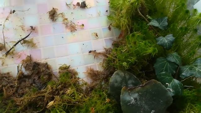 ПРО МОЙ ЖИВОЙ МОХ))