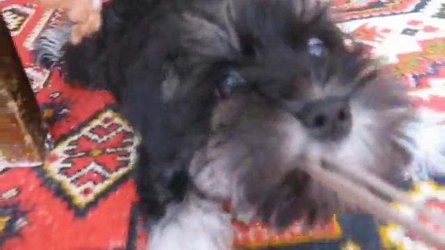 Epica - my cheerful schnauzer!!! смотреть онлайн