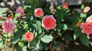 Бордюрная роза Лавендер Лейс.