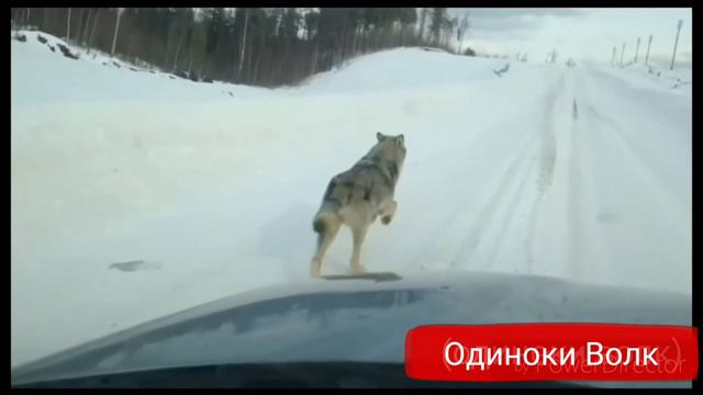Песня-мы волки смотреть онлайн