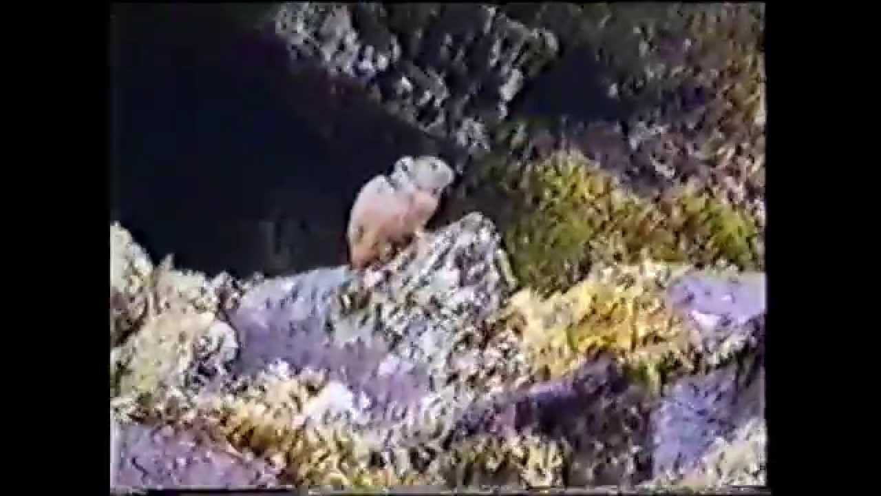 Китайская стена. июнь 1998 г. смотреть онлайн