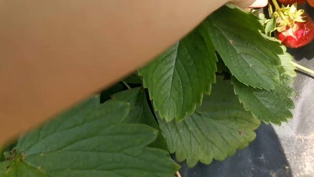 Квики! Земляника отличного вкуса и урожайности? смотреть онлайн