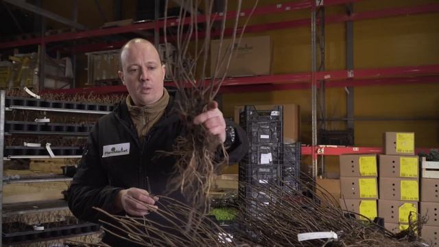 Гортензии с открытым корнем (PlantMarket) смотреть онлайн