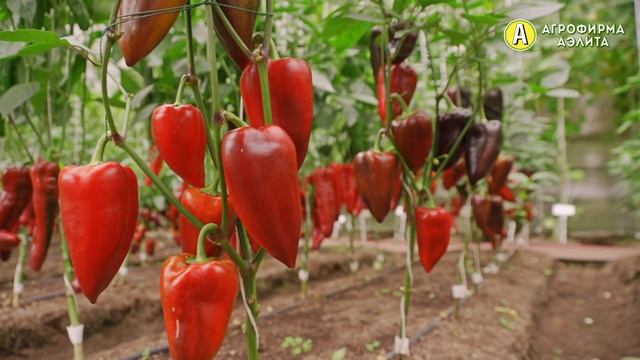 БОЛЕЕ 20 ПЕРЦЕВ на 1 КУСТЕ – Сорт Лазурный Берег смотреть онлайн
