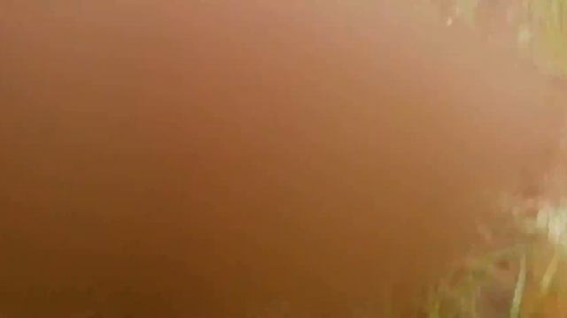 Нашествие подберёзовиков и подосиновиков в Подмосковье. Сбор грибов. Август 2019. смотреть онлайн