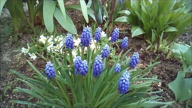 весна 2016 первоцветы смотреть онлайн