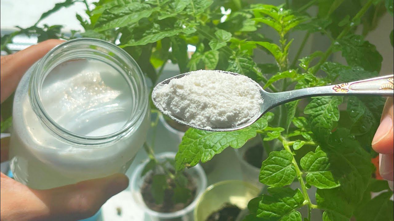 1 Ложка заставляет любую рассаду толстеть и активно развиваться! Рассада коренастая! смотреть онлайн