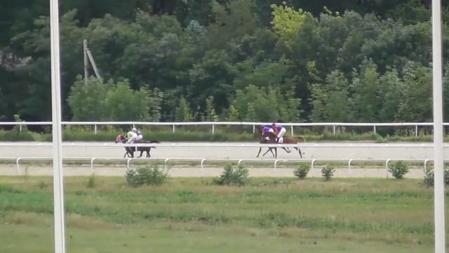 Кубок заводчиков лошадей арабской породы (скачка для девушек) Вуокса Терск смотреть онлайн