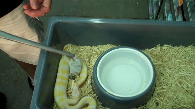 Watch Garrick feed frozen thawed rodents..see his secrets to getting them to eat! смотреть онлайн