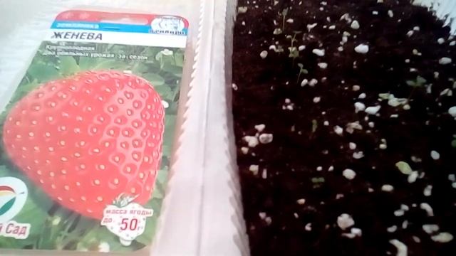 270321 Обзор клубнички как растет