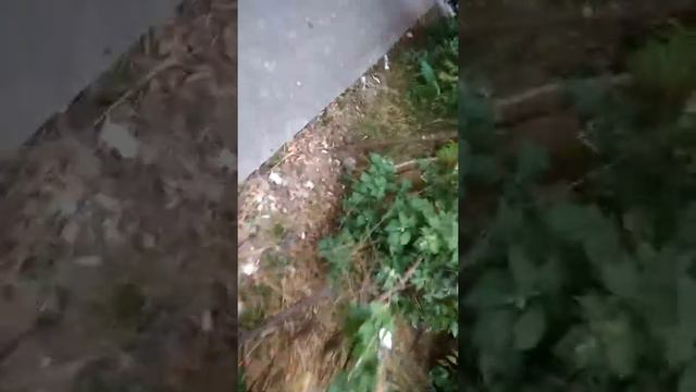 Сочи центр срач! Ни кто не убирает, куда уходят деньги которые мы платим?