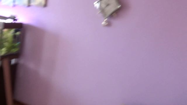 Один день с аквариумами | сколько нужно времени? смотреть онлайн