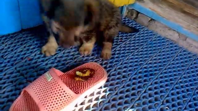 дружок гавкает на горячий творожник смотреть онлайн