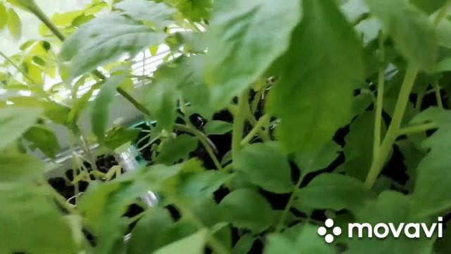 Рассада томатов Гигант Новикова, Черный принц, Золотой колокольчик, Бычье сердце. 15 апреля 2021. смотреть онлайн