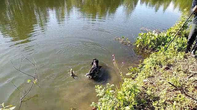 Карпы в своём пруду начали клевать на поплавок смотреть онлайн