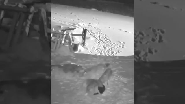 Волки разрывают собак смотреть онлайн