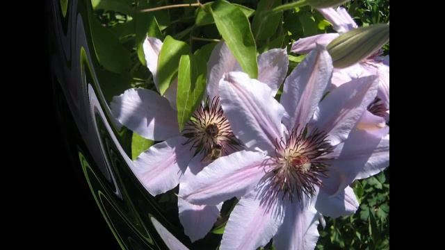 Клематисы в нашем саду. Часть 4 (clematis ASAO, Ernest Markham, H.F.Young, REGINA, SERAFINA) смотреть онлайн