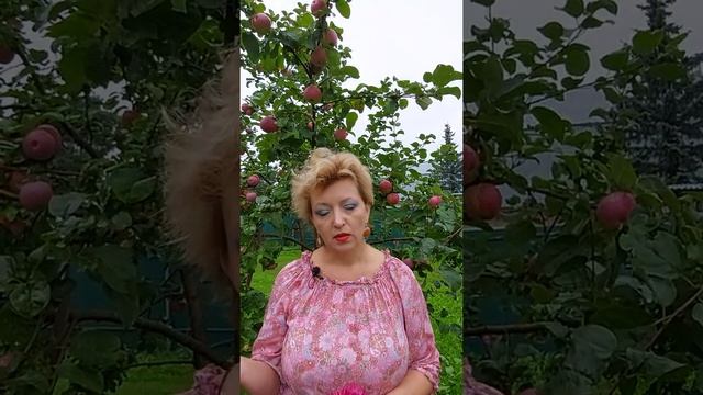Мак выращивать можно? Часть 2. смотреть онлайн