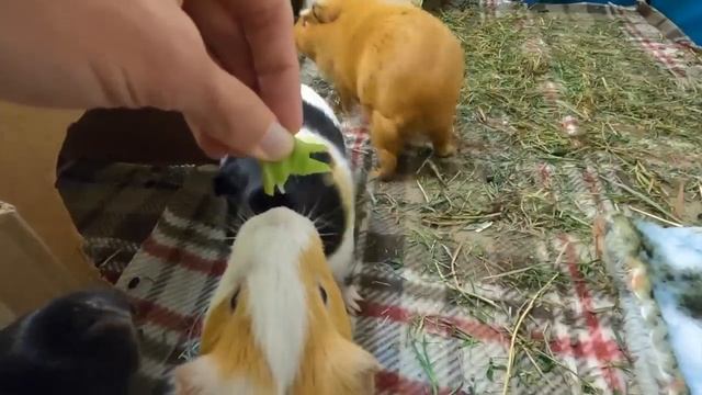 Best guinea pig noises of 2019 *WARNING: LOUD!* смотреть онлайн