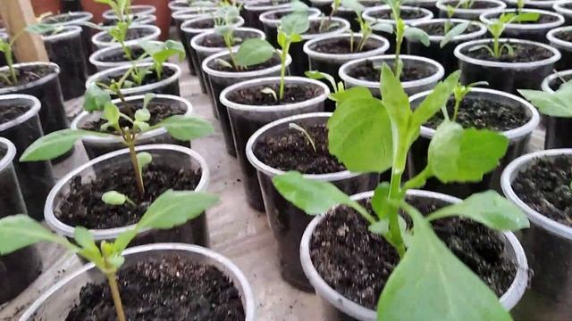 Что сделать, чтобы РАССАДА ЦВЕТОВ была ПУШИСТАЯ И КРАСИВАЯ? Делаем прищипку правильно! смотреть онлайн