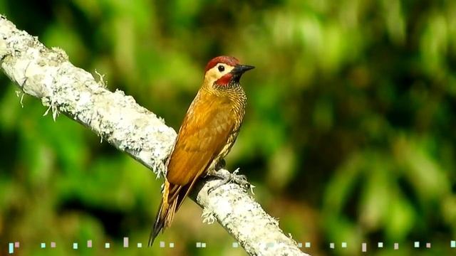 Пение птиц в лесу, видео с эффектом присутствия#природа#музыка смотреть онлайн