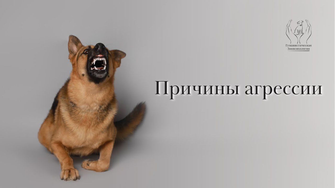 Причины агрессии у собак