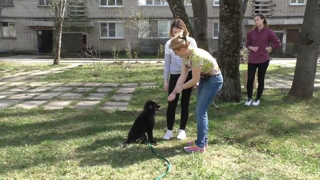 ОБУЧЕНИЕ ЩЕНКА. ДРЕССИРОВКА С НУЛЯ. Урок 3 смотреть онлайн