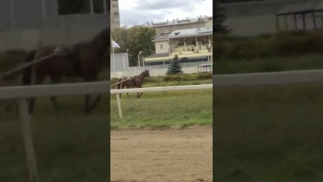 Донские лошади смотреть онлайн