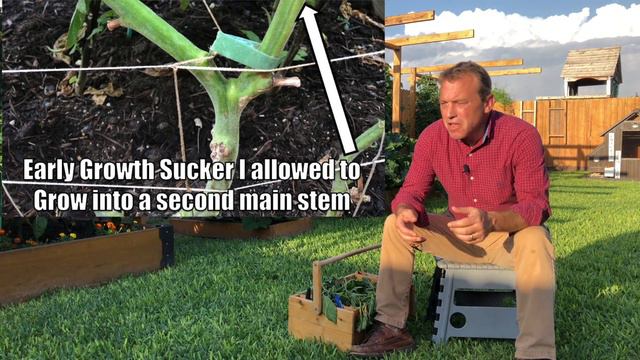 How to Prune Tomato Plants смотреть онлайн