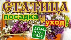 СТАТИЦА ПОСАДКА И УХОД.