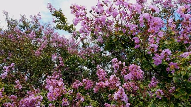Liliac Indian - Lagerstroemia Indica Flori Mov - Roz 06 смотреть онлайн