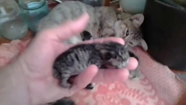 А у нас сегодня кошка родила вчера котят. смотреть онлайн