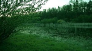 Матрица Гаряева #регенерация и исцеление тела #энергия