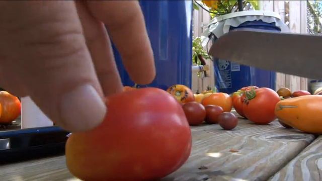 ⟹ Polish Pastel Tomato | Solanum lycopersicum | Tomato Review смотреть онлайн