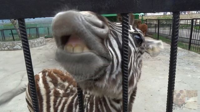Как я кормила копытных, а лама в меня плюнула. Like a llama spat at me. смотреть онлайн