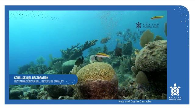Monitoring of Coral Spawning Events and Collection of Coral Gametes and In-Situ Propagation смотреть онлайн